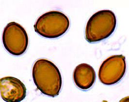 Melanogaster euryspermus
