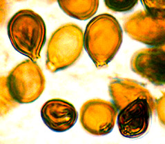Melanogaster californicus