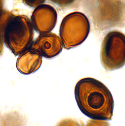 Melanogaster thiersii