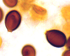 Melanogaster tuberiformis