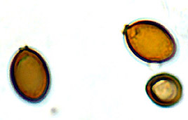 Melanogaster euryspermus