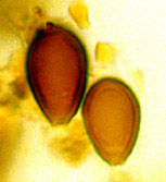 Melanogaster natsii 