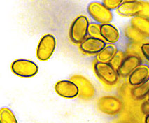 Alpova nauseosus