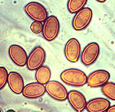 Nivatogastrium nubigenum