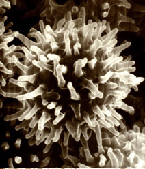 Octaviania rogersii