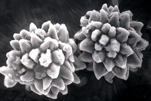 Octaviania asterosperma