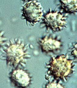 Octaviania asterosperma