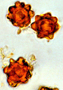 Octaviania purpurea