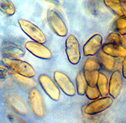 Alpova olivaceotinctus
