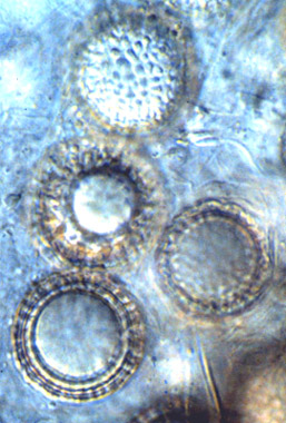Pachyphloeus citrinus