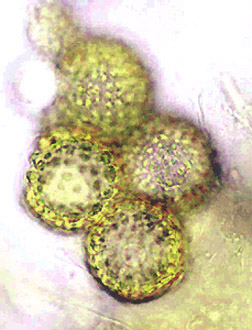 Pachyphloeus citrinus