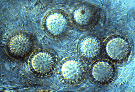 Pachyphloeus citrinus