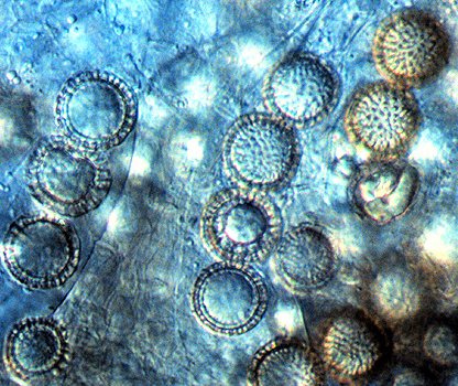 Pachyphloeus citrinus