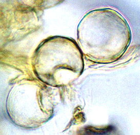 Paurocotylis pila