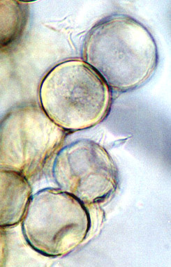 Paurocotylis pila