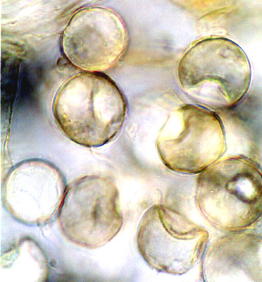 Paurocotylis pila