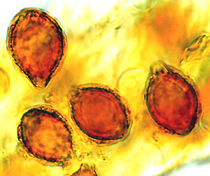 Protoglossum sp. nov.