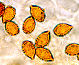 Protoglossum sublilacinus