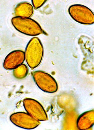 Protogautieria substriata