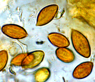 Protogautieria substriata