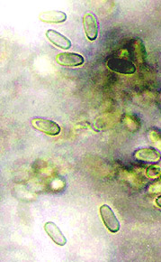 Protubera sabulanensis