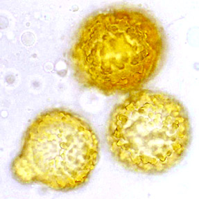 Reddellomyces donkii