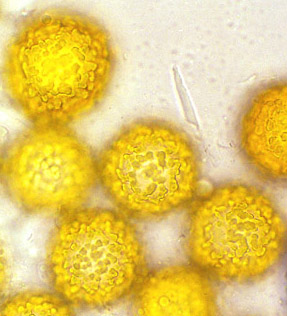 Reddellomyces donkii