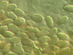 Rhizopogon vinicolor