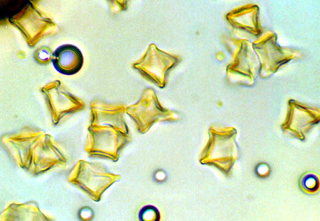 Richoniella asterosporus