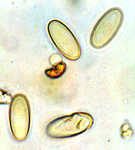 Sarcosphaera coronaria