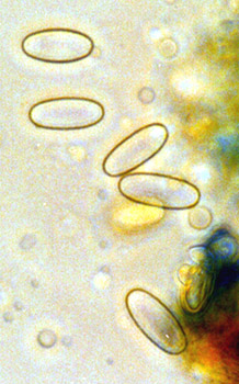 Sarcosphaera coronaria