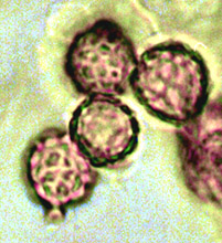 Sclerogaster minor