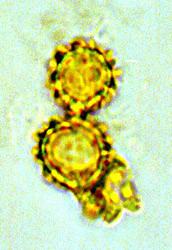 Sclerogaster minor