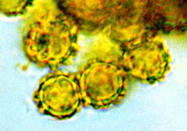Sclerogaster minor