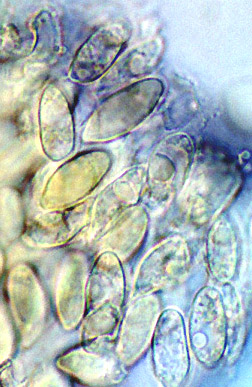 Torrendia pulchella