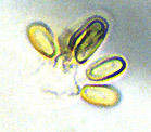 Trappea darkeri
