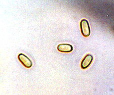 Trappea phillipsii