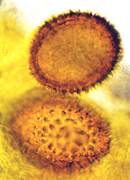Tuber melanosporum