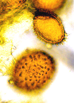 Tuber melanosporum