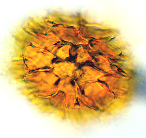 Tuber puberulum