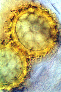 Tuber maculatum