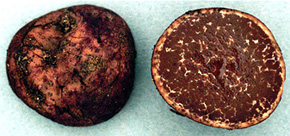 Alpova diplophloeus