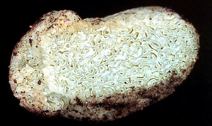 Amogaster sp. 