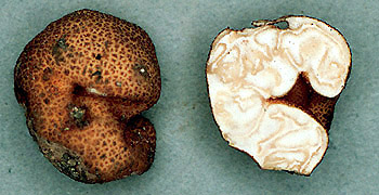 Balsamia magnata 