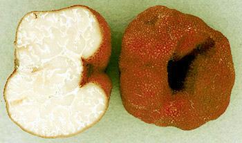 Balsamia magnata 