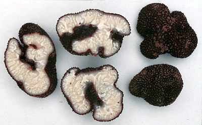 Balsamia magnata var. nigrens 