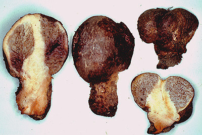 Brauniellula albipes