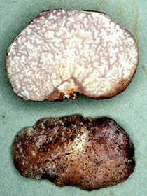 Cazia flexiascus