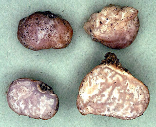 Cazia flexiascus