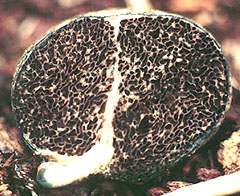 Chamonixia caespitosa